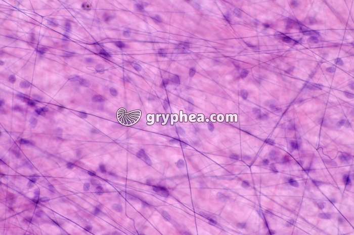 Tissu aréolaire x100 - gryphea.com